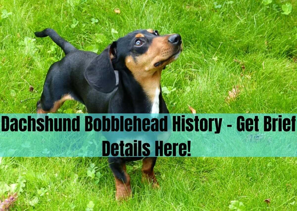 Dachshund Bobblehead History