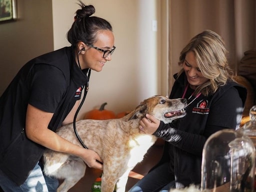 Pet Dental Services as a Critical Part of Routine Vet Visits