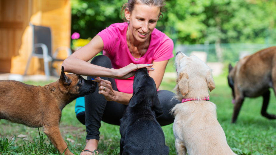 Early Puppy Training